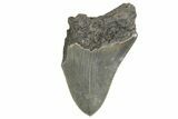 Partial Megalodon Tooth - Serrated Blade #321284-1
